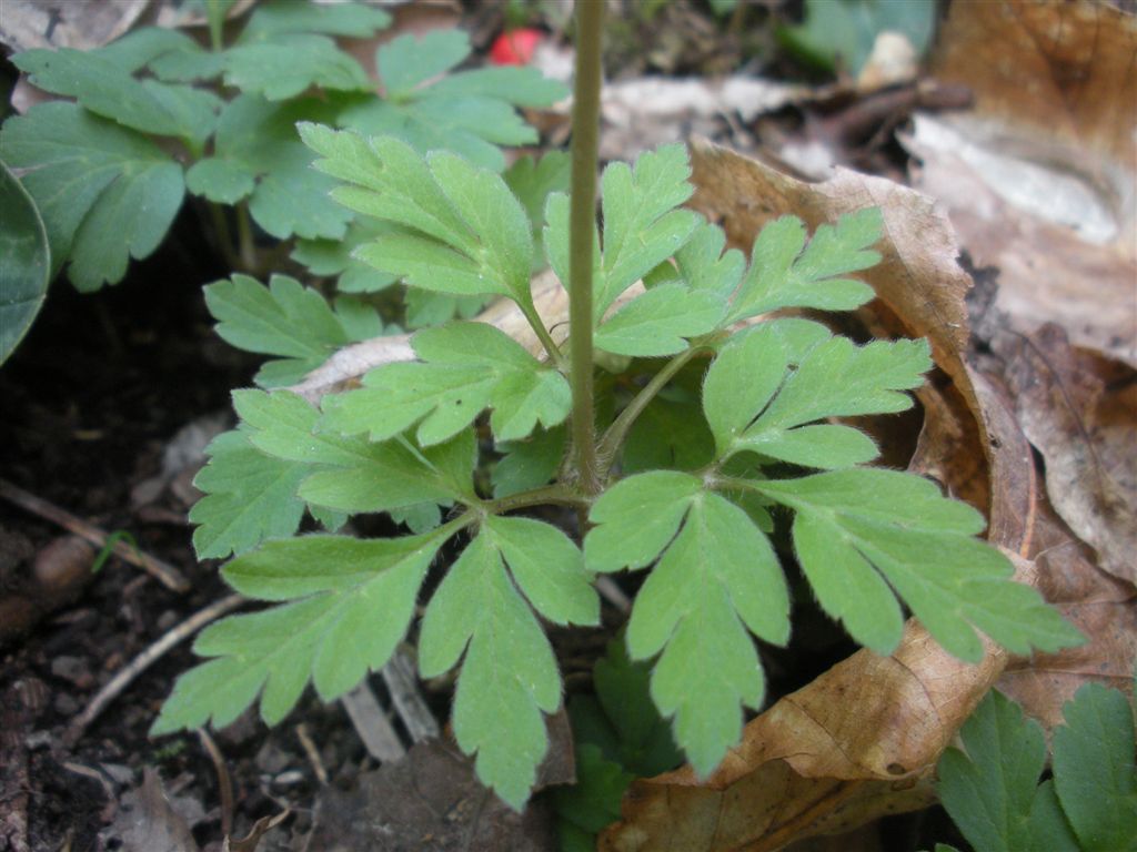 Anemone apennina  / Anemone dell''Appennino